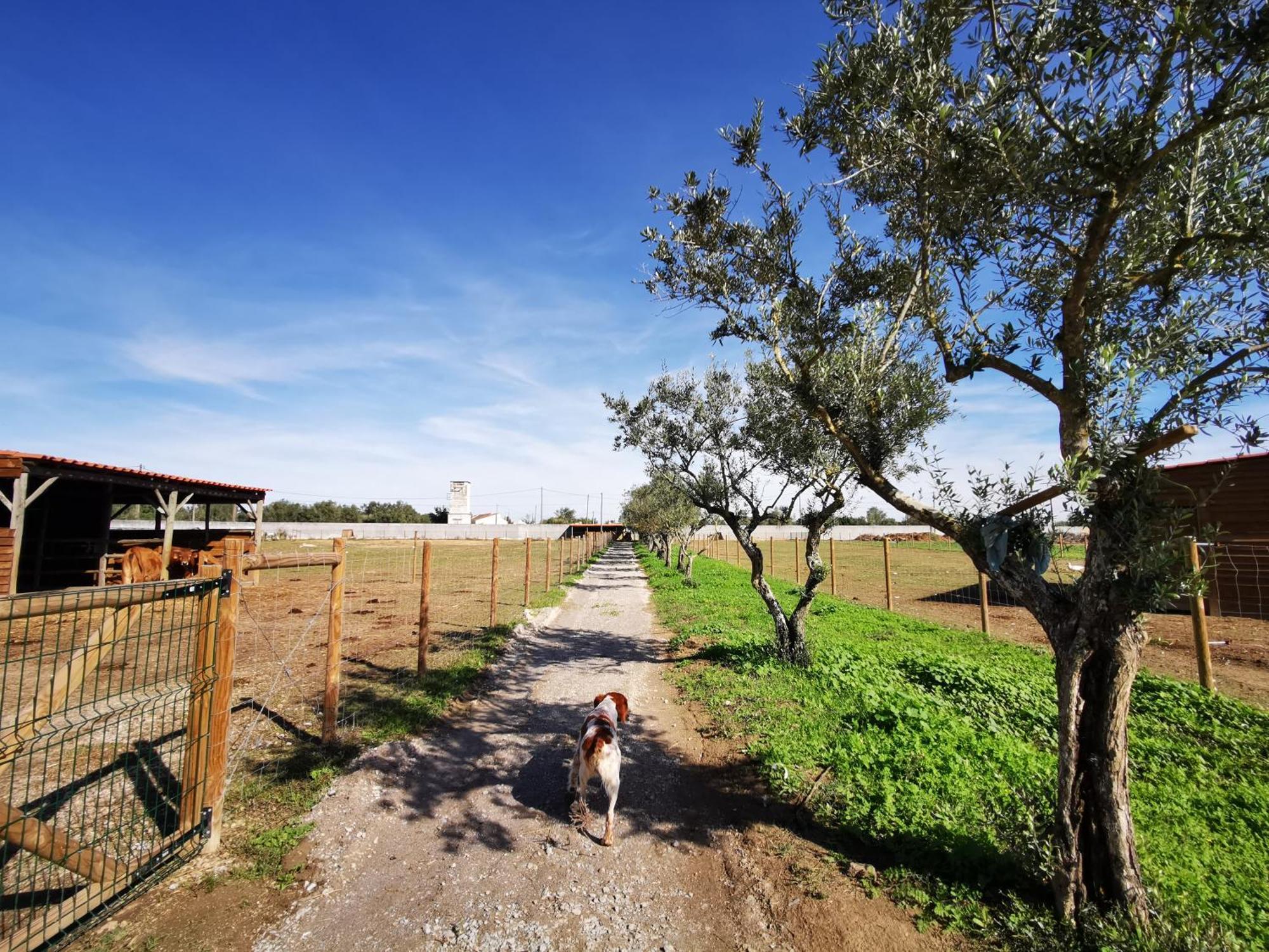 Quinta Do Louredo - Evora Villa Eksteriør bilde